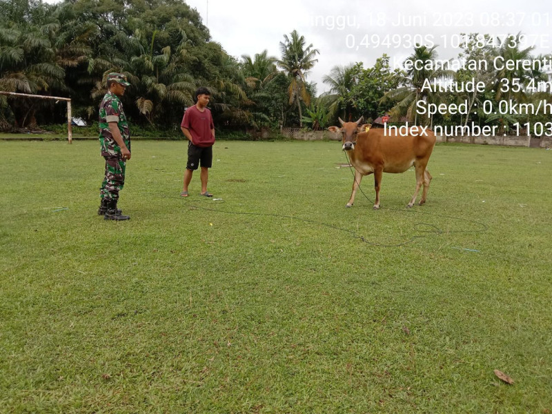 Antisipasi PMK Sapi Kopda Junedi  Babinsa Koramil 06/Cerenti Cek Sapi Warga