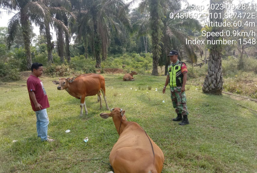 Antisipasi PMK Kopda Junedi  Babinsa Koramil 06/Cerenti Kodim 0302/Inhu Cek Sapi Milik Pak Seprianto