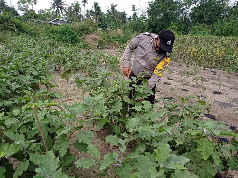 Wujudkan Ketahanan Pangan, Anggota Polsek Langgam Tinjau Kampung Tangguh