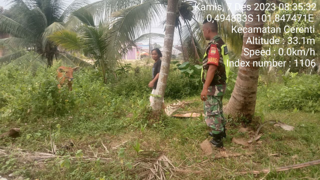 Babinsa Koramil 06/Cerenti Kodim 0302/Inhu Cek Ternak Sapi Warga Antisipasi Wabah PMK Di Desa Kampung Baru Timur Kecamatan Cerenti