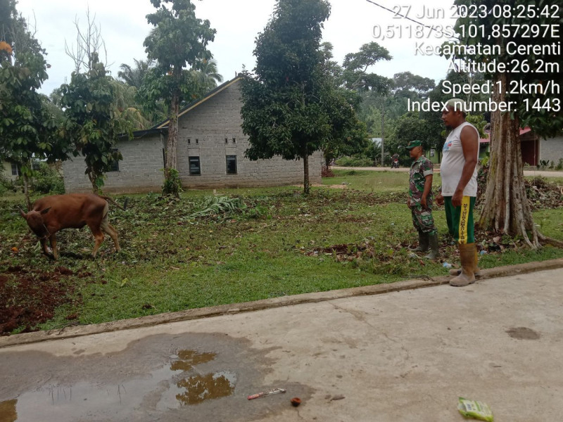 Antisipasi Penyakit PMK Hewan Ternak Sapi, Kopda Junedi  Babinsa Koramil 06/Cerenti Kodim 0302/Inhu Cek Sapi Warga