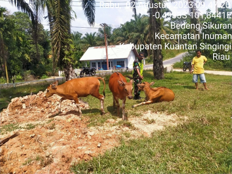 Didesa Bedeng Sikuran Serda Jamma Anur Babinsa Koramil 06/Cerenti Kodim 0302/Inhu Mengantisipasi Penularan Penyakit Mulut Dan Kaki (PMK) Sapi Diwilayah Kecamatan Cerenti