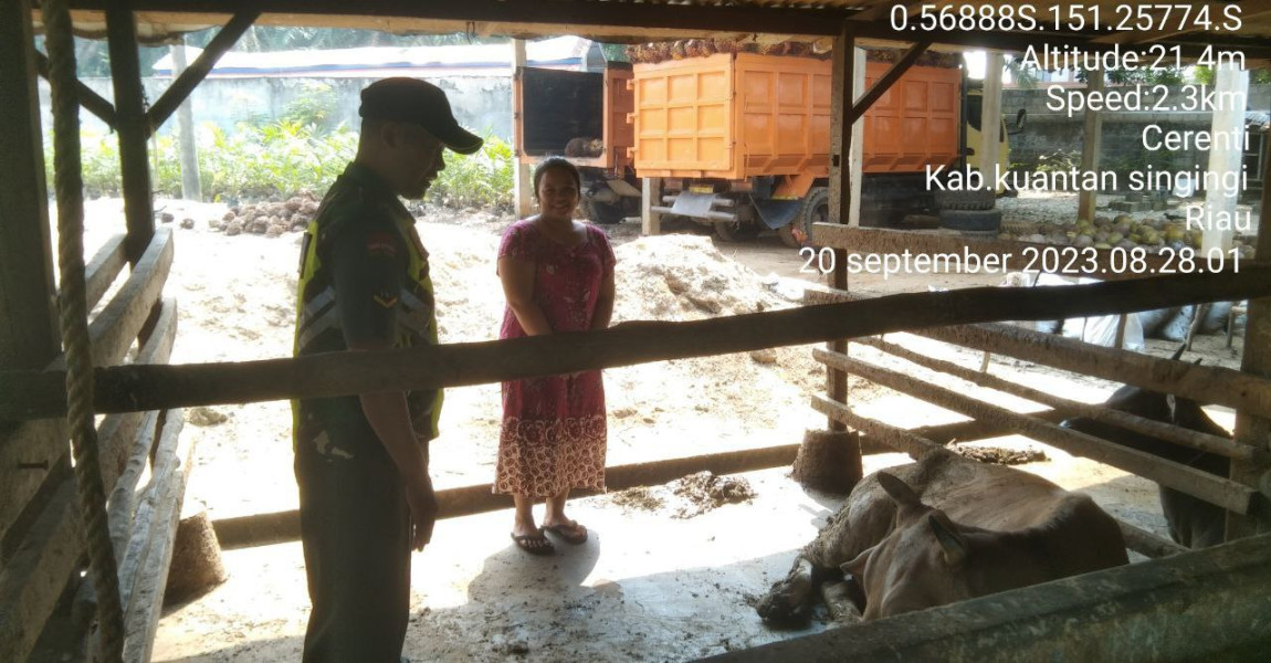 Serda Dumen Siregar Anggota Koramil 06/Cerenti Kodim 0302/Inhu Mengantisipasi Penularan Penyakit Mulut Dan Kaki