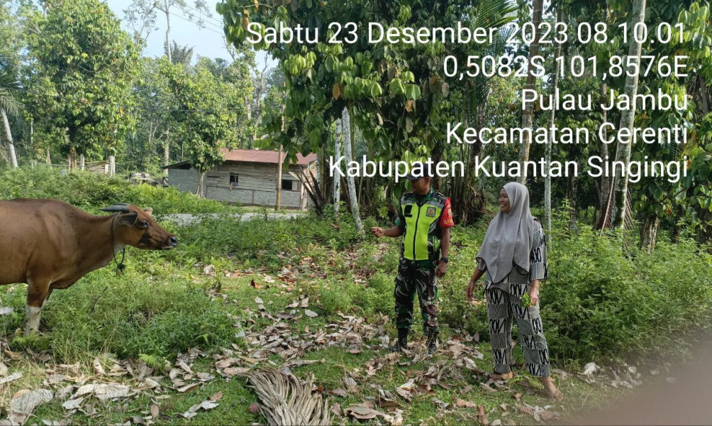 Anggota Koramil 06/Cerenti Kodim 0302/Inhu Selalu Aktif Antisipasi Penularan Penyakit Mulut Dan Kaki (PMK) Dikecamatan Cerenti Kabupaten Kuansing Riau