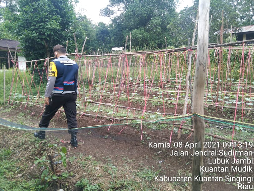 Polsek Kuantan Mudik melakukan Pengecekan Kampung Tangguh Untuk Ketahanan Pangan di Wilkum Polsek Kuantan Mudik
