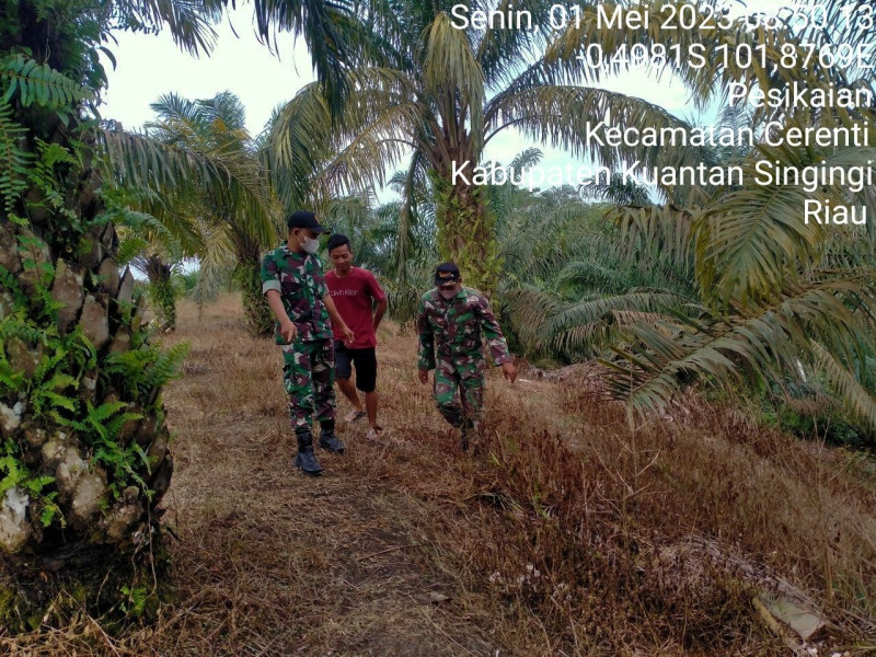 Babinsa Koramil 06/Cerenti Kodim 0302/Inhu,Sertu Firman Laksanakan Patroli Untuk Cegah Kebakaran Hutan Dan Lahan