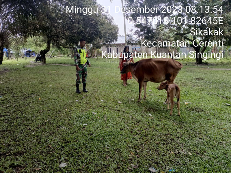 Babinsa Koramil 06/Cerenti Kodim 0302/Inhu Serda Jama Anur Selalu Aktif Antisipasi Penularan Penyakit Mulut Dan Kaki (PMK) Hewan Ternak Sapi Dikecamatan Cerenti