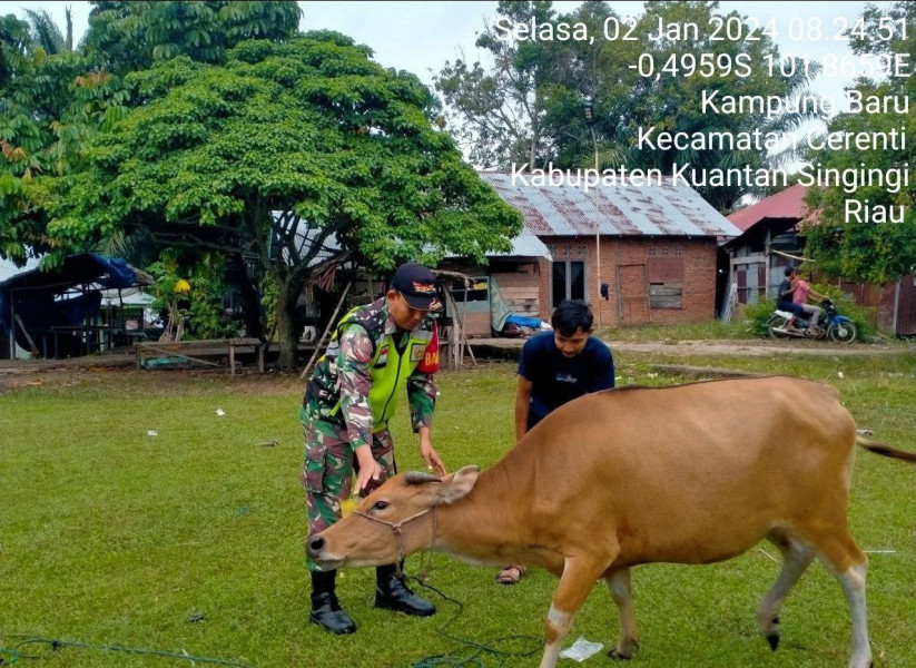 Didesa Kampung Baru Kecamatan Cerenti Kopda Mohamad Soleh Babinsa Koramil 06/Cerenti Kodim 0302/Inhu Cek Hewan Sapi Warga Mengantisipasi Penularan Penyakit Mulut Dan Kaki (PMK)