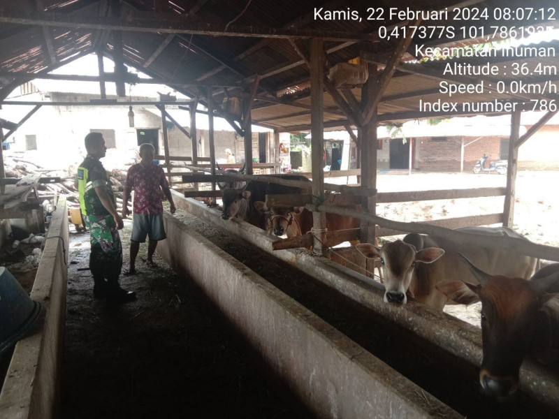 Penyebaran PMK, Babinsa Koramil 06/Cerenti Kodim 0302/Inhu Cek Dan Pantau Hewan Ternak 