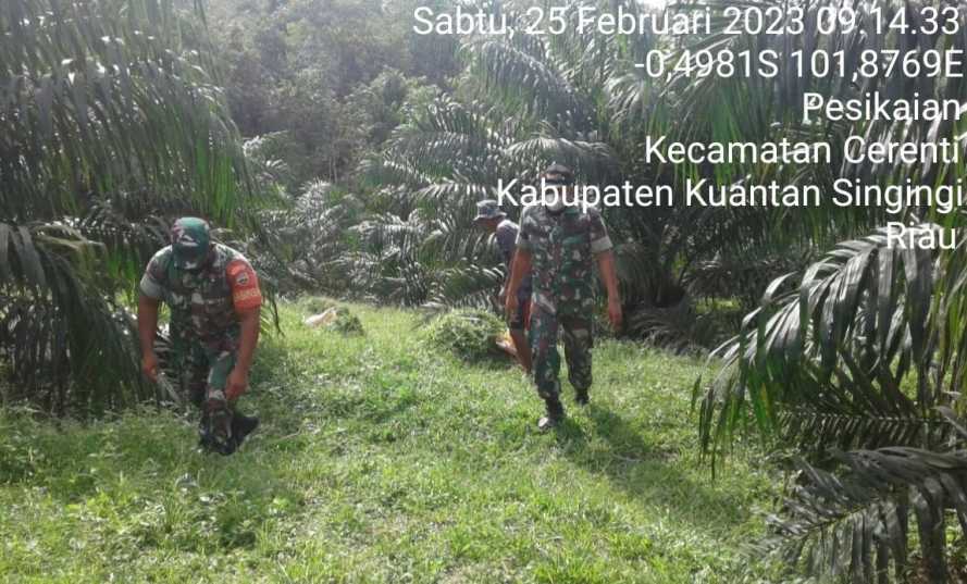 Kopda Muhammad Soleh dan Anggota Babinsa Koramil 06/Cerenti Kodim 0302/Inhu Lainnya Laksanakan Patroli Untuk Cegah Kebakaran Hutan Dan Lahan