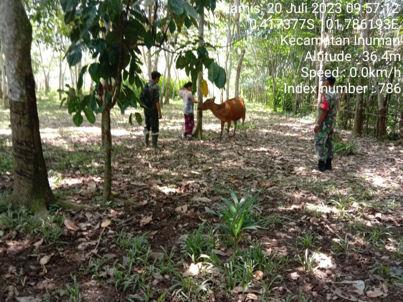 Antisipasi PMK Kopda Junedi  Babinsa Koramil 06/Cerenti Kodim 0302/Inhu Cek Sapi Warga di Desa Koto Inuman Kecamatan Inuman Kabupaten Kuansing