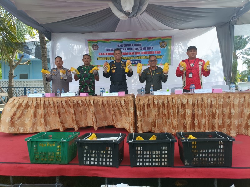 Hasil Tangkapan Bea Cukai Bengkalis, 25,9 Ton Mangga Ilegal Dimusnahkan Karantina Riau
