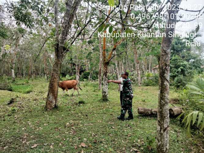 Anggota Koramil 06/Cerenti Kodim 0302/Inhu Mengantisipasi Penularan Penyakit Mulut Dan Kaki (PMK) Sapi di Desa Seberang Pulau Busuk Kecamatan Inuman 