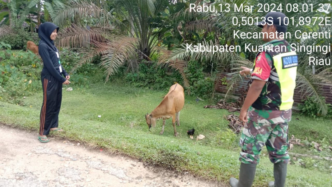 Di Desa Pesikaian Babinsa Koramil 06/Cerenti Kodim 0302/Inhu Kopda Junedi Cek Ternak Warga Antisipasi PMK