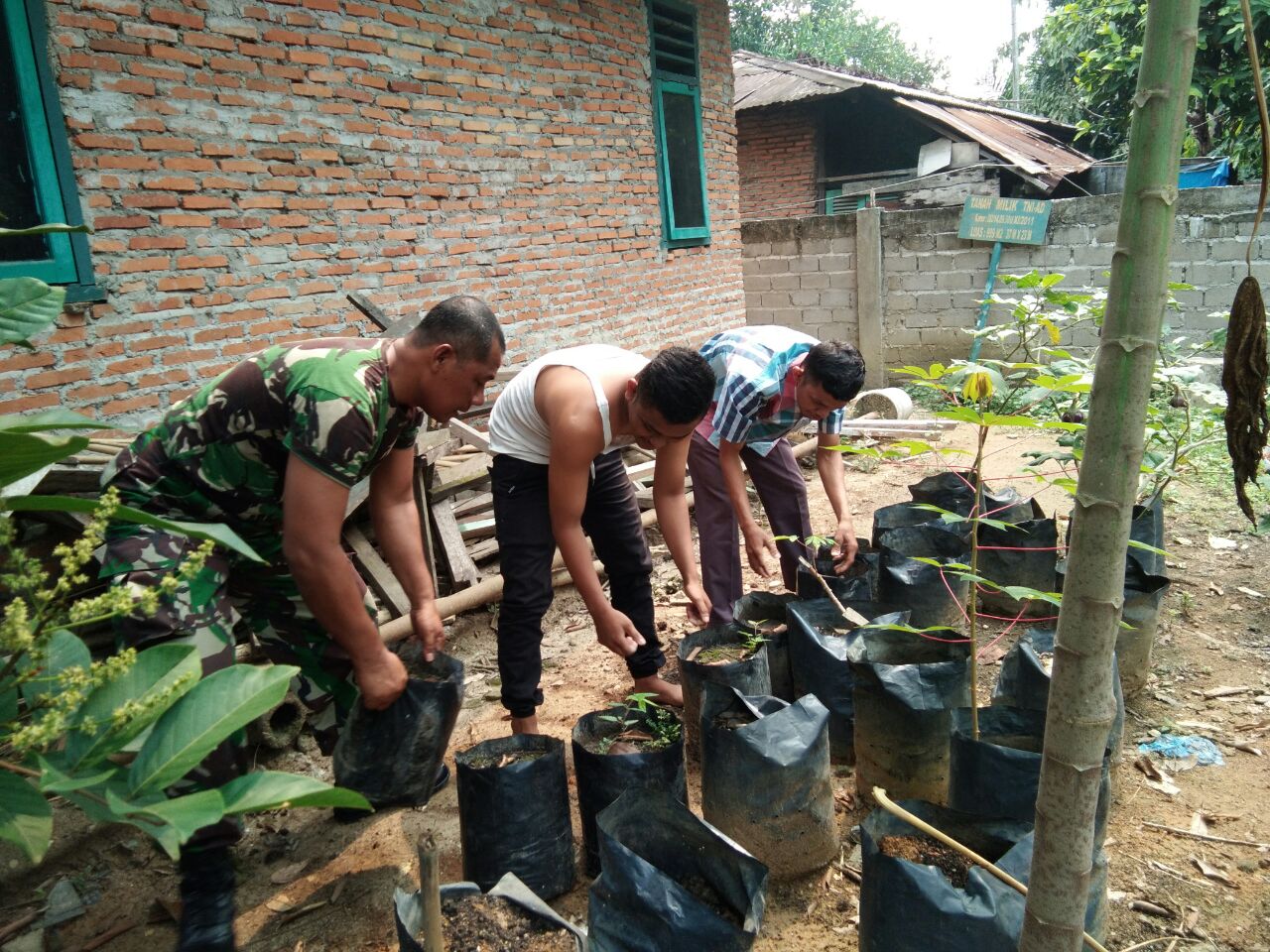 Babinsa Koramil 06/Cerenti Serda Firman Membantu Bapak Bujang Membersihkan Kebun Terong.