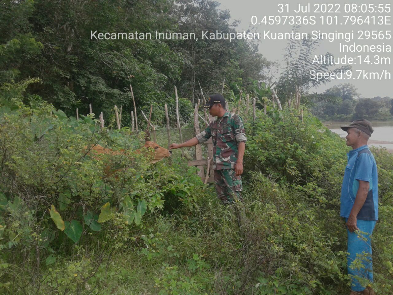 Didesa Banjar Nantigo Anggota Koramil 06/Cerenti Kodim 0302/Inhu Pastikan Bebas Dari PMK Babinsa Lakukan Pengecekan Hewan Ternak