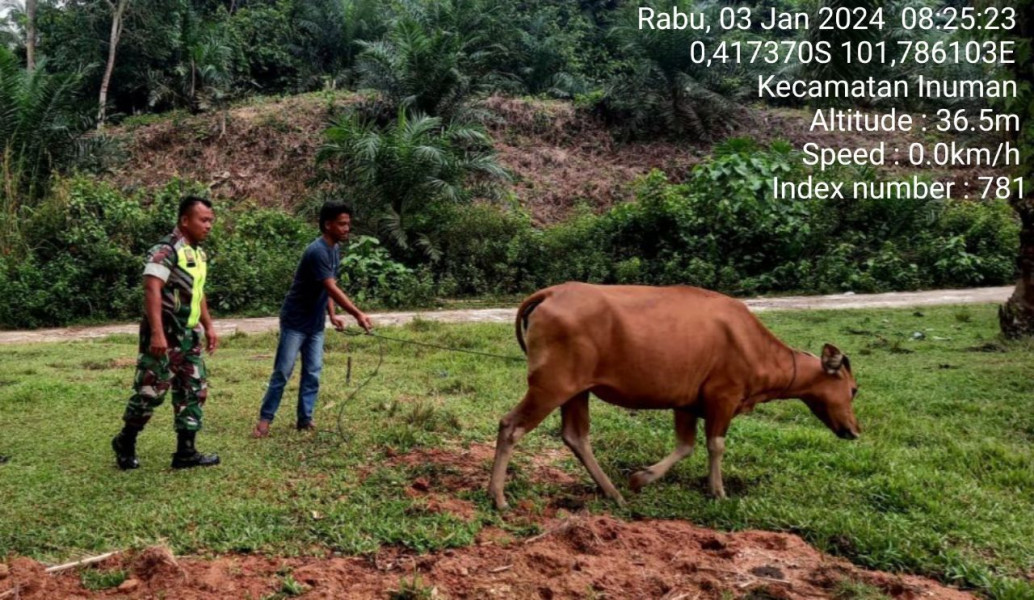 Di Desa Bedeng Sikuran Kecamatan Inuman Kabupaten Kuansing,Babinsa Koramil 06/Cerenti Kodim 0302/Inhu Cek Ternak Sapi Warga Antisipasi Wabah PMK