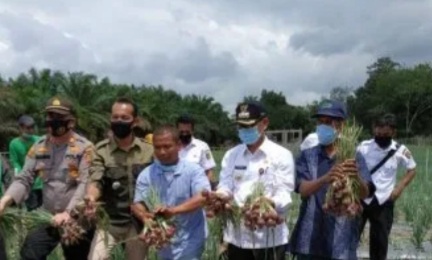H.Mursini Bupati Kuansing Panen Raya Bawang Merah Di Desa Pasar Baru Pangean