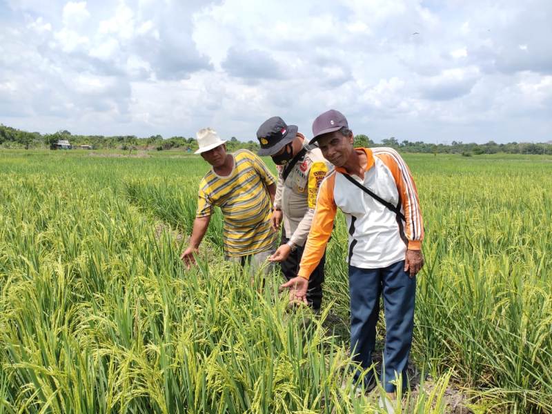 Bhabinkamtibmas Desa Kuala Panduk Tinjau Persawahan di Lahan Ketahanan Pangan