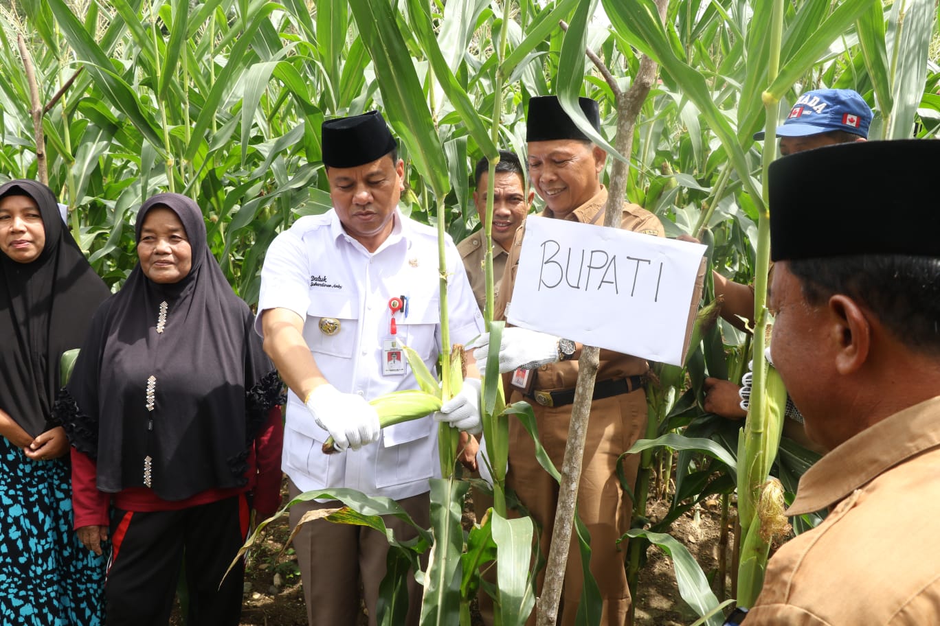 PLT Bupati Kuansing Suhardiman Amby Hadiri Panen Raya Jagung