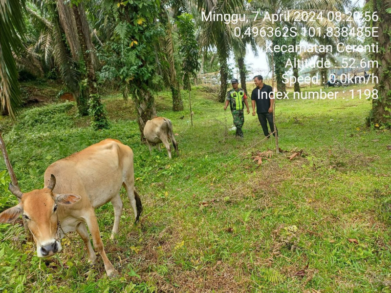 Kopda Junedi Babinsa Koramil 06/Cerenti Kodim 0302/Inhu Di Tanjung Medan Pantau Ternak Sapi Warga
