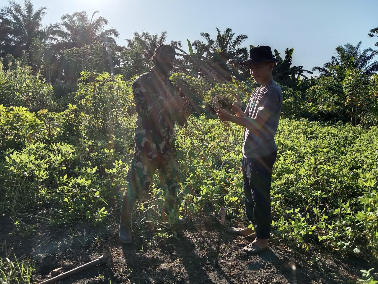 Serda Hasriyon Babinsa Koramil 07/Kuantan Hilir Dim 0302/Inhu Panen Sayuran Bayam Di Desa Rawang Binjai