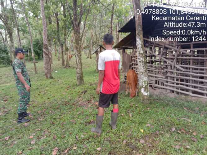 Antisipasi PMK Babinsa Koramil 06/Cerenti Kodim 0302/Inhu Kopda Junedi Cek Sapi Warga Binaan Desa Kompe Berangin