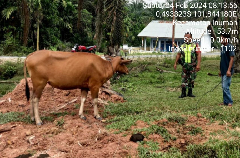 Di Bedeng Sikuran, Babinsa Koramil 06/Cerenti Kodim 0302/Inhu Cek Sapi Warga Antisipasi PMK