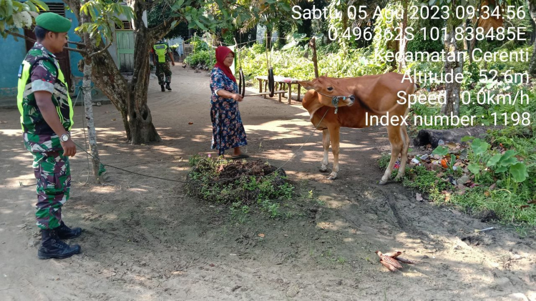 Antisipasi PMK, Kopda Junedi Anggota Babinsa Koramil 06/Cerenti Kodim 0302/Inhu Cek Sapi Warga