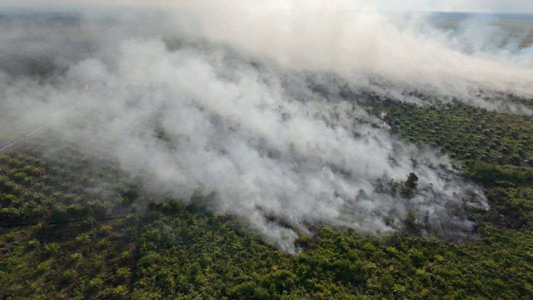 Bencana Karhutla Ancam Rohil, 25 Hektare Lahan Sawit Terbakar