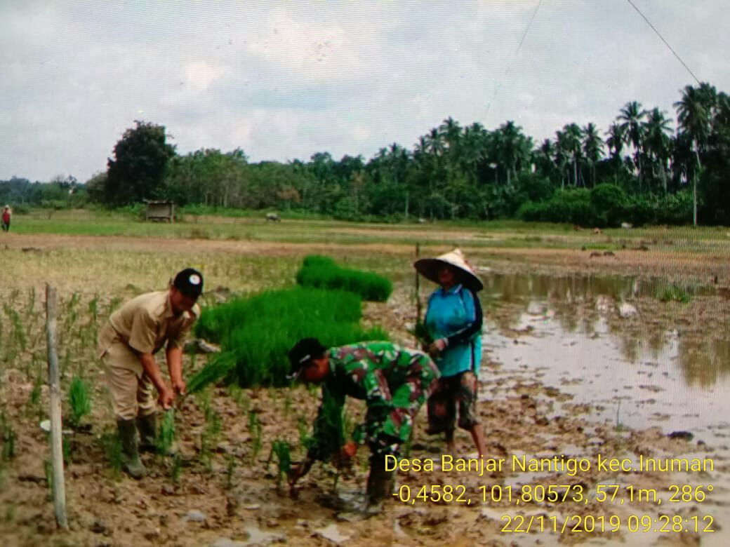 Babinsa Koramil Cerenti Membantu Petani Bercocok Tanam Padi.