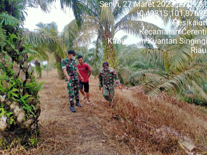 Babinsa Koramil 06/Cerenti Kodim 0302/Inhu, Kopda Mohamad Soleh Laksanakan Patroli Untuk Meminimalisasi Kebakaran Hutan Dan Lahan