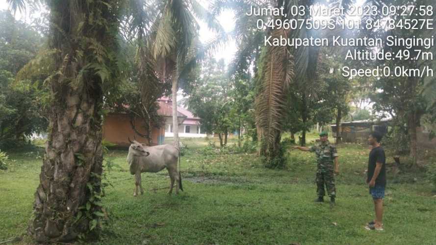 Anggota Babinsa Koramil 06/Cerenti Kodim 0302/Inhu Kopda Muhamad Soleh Mengantisipasi Penularan Penyakit PMK Sapi
