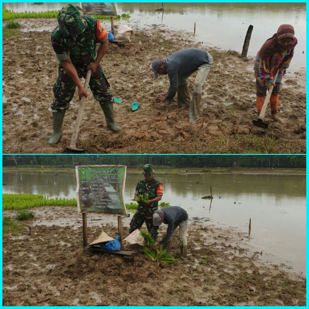 Babinsa Koramil 07 /Kuantan Hilir Membantu Petani Mengolah Lahan Pertanian Desa Sungai Sorik.