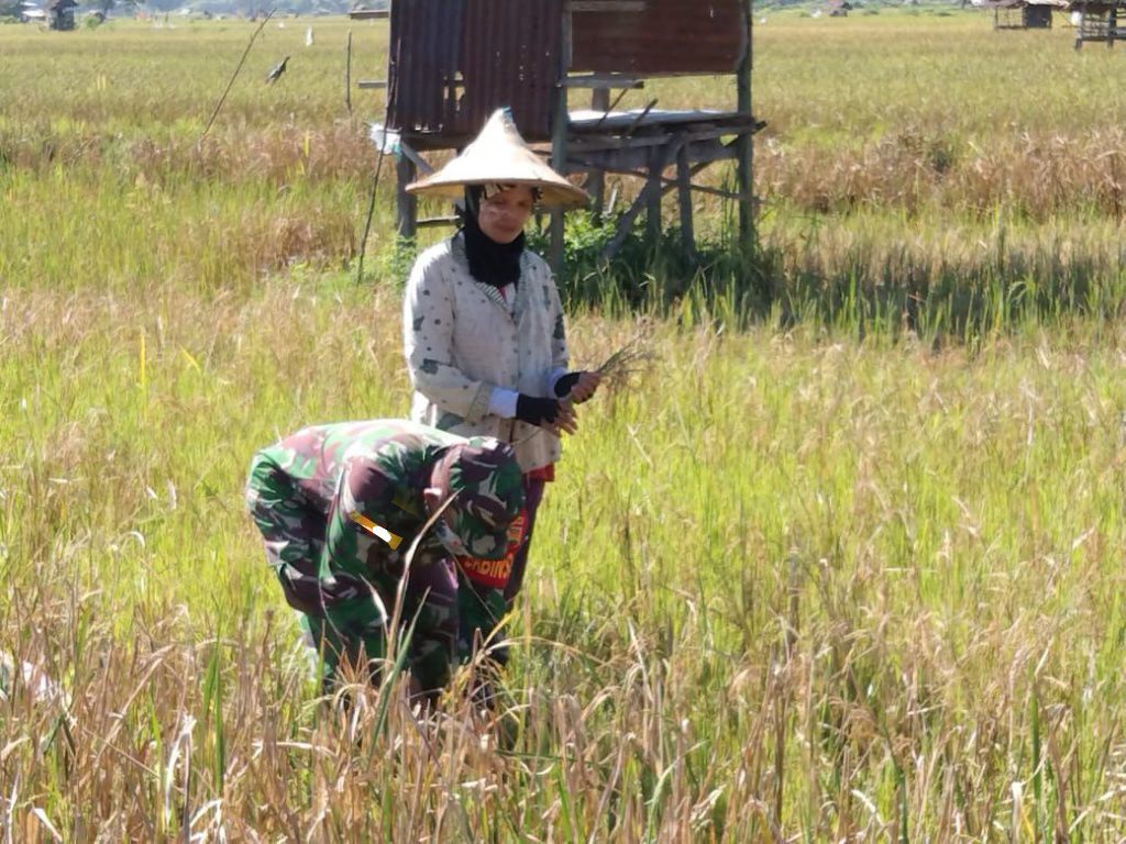Serda Epy Suanto Anggota Koramil 07 Kuantan Hilir Dim 0302 Inhu Bantu Panen Padi Petani