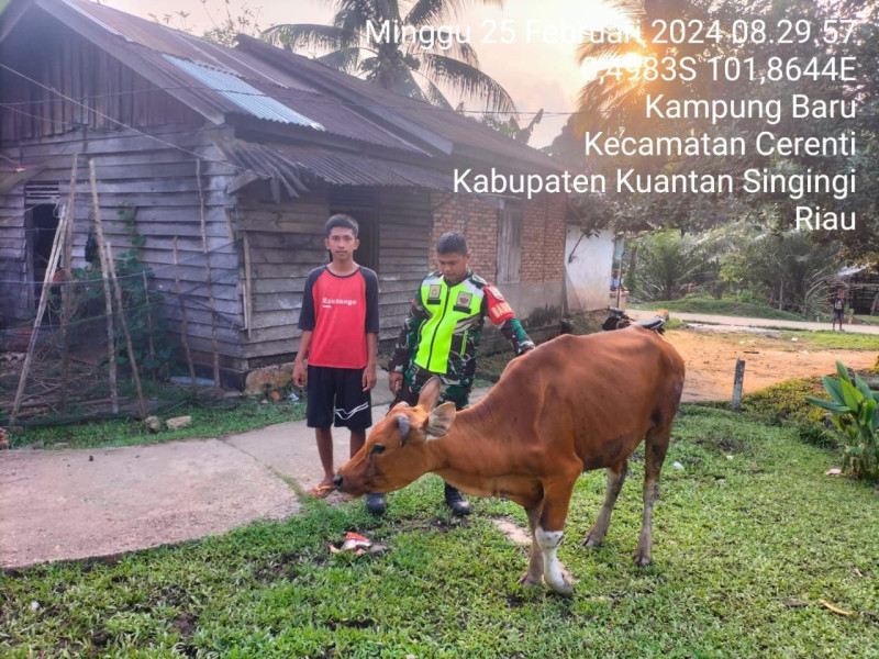Pratu Chumaidi Babinsa Koramil 06/ Cerenti Kodim 0302/Inhu  Cek Ternak Warga
