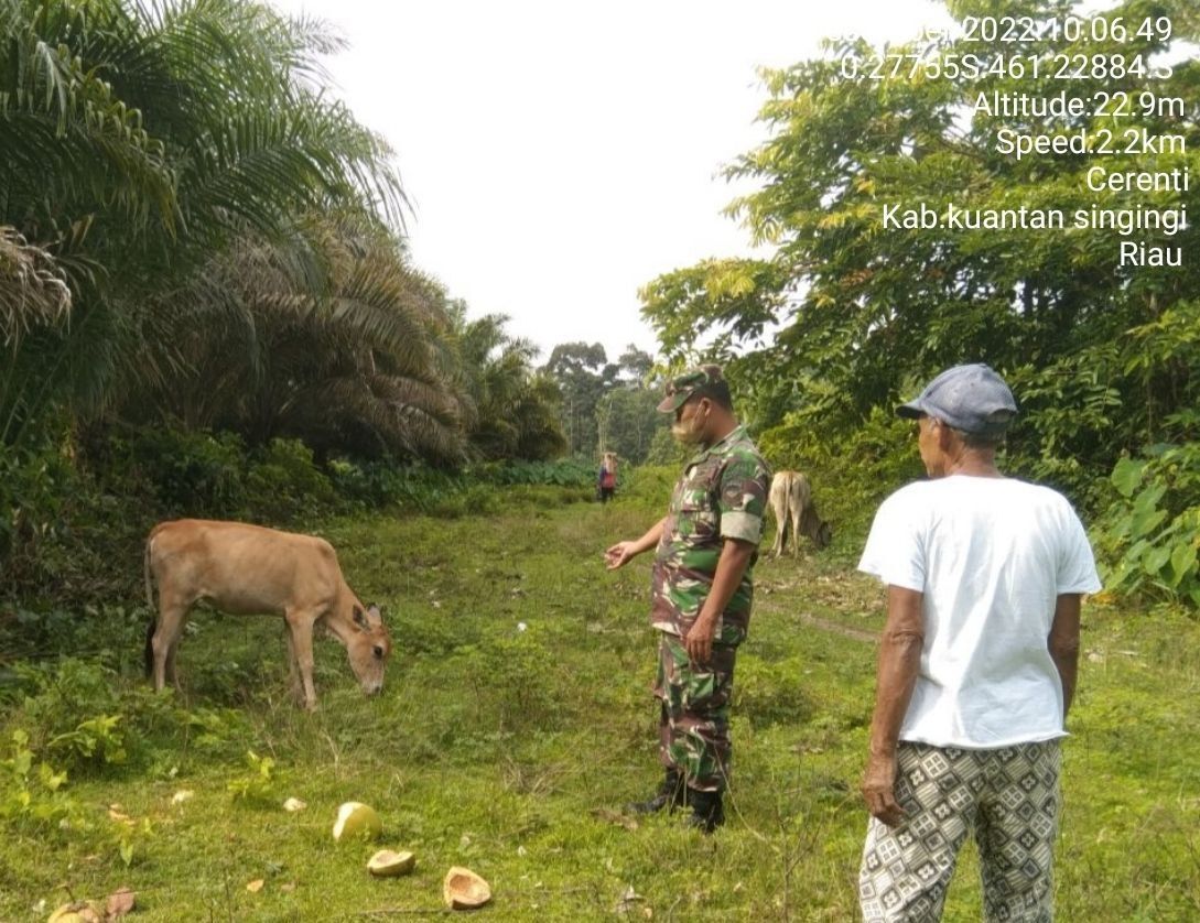 Anggota Babinsa Koramil 06/Cerenti Kodim 0302/Inhu Mengantisipasi Penularan Penyakit Mulut Dan Kaki (PMK) Sapi Di Desa Binaan Tanjung Medan