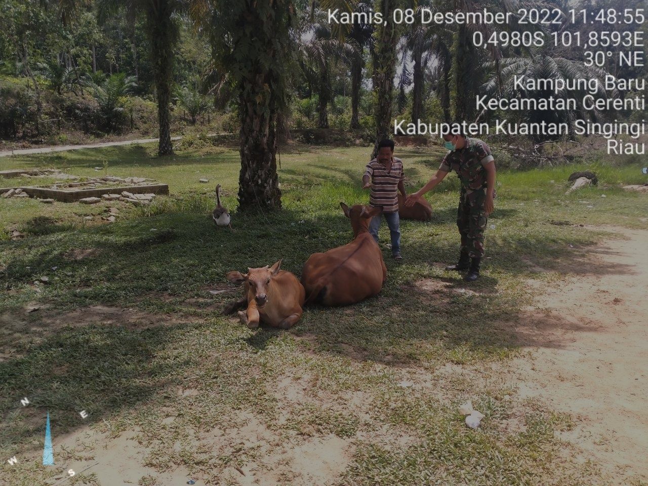 Babinsa Koramil 06/Cerenti Kodim 0302/Inhu di Desa Kampung Baru Kecamatan Cerenti Mengantisipasi Penularan Penyakit Mulut Dan Kaki (PMK) Sapi