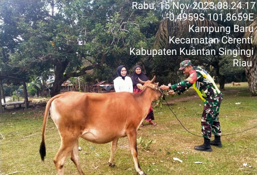 Babinsa Koramil 06/Cerenti Antisipasi Penyakit PMK Sapi di Desa Kampung Baru