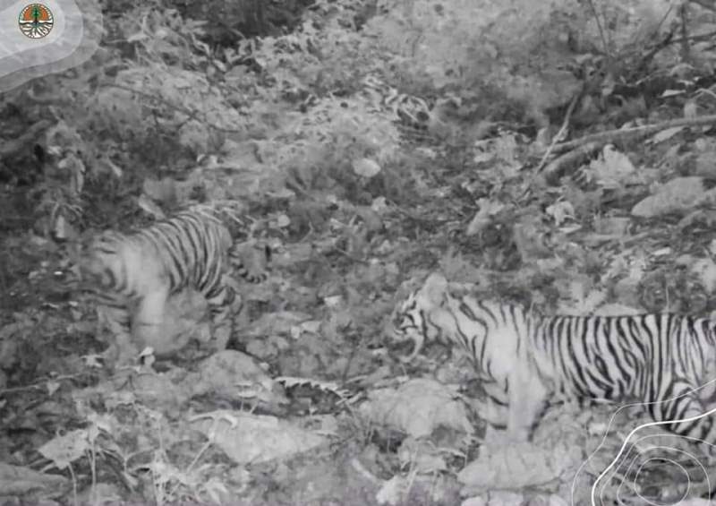 Tiga Anak Harimau Sumatera Terekam Kamera di Taman Nasional Bukit Tiga Puluh