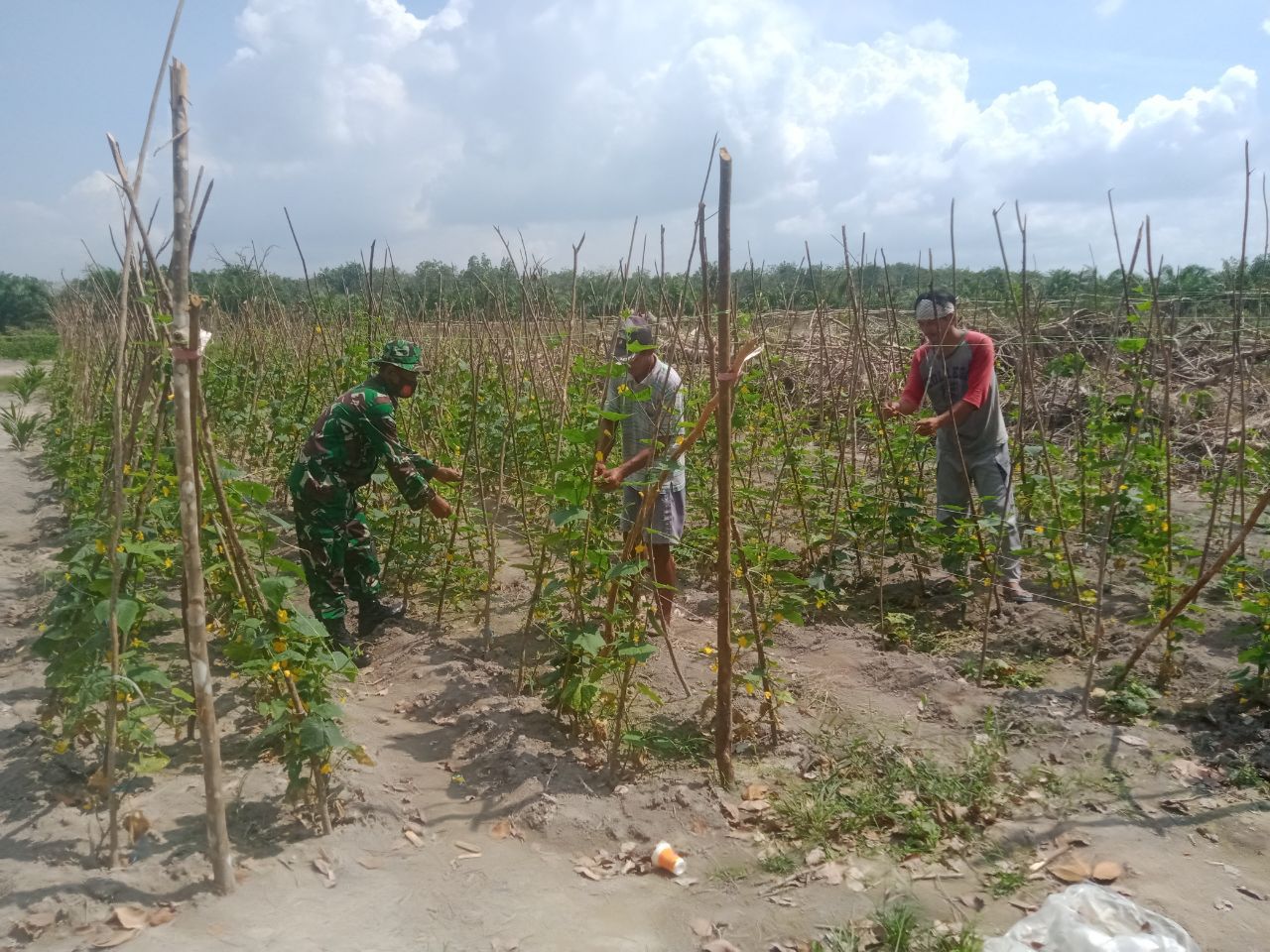 Pelda Suparno Anggota Koramil 07 Kuantan Hilir Dim 0302 Inhu Membantu Merawat Sayuran Di Desa Pulau Beralo