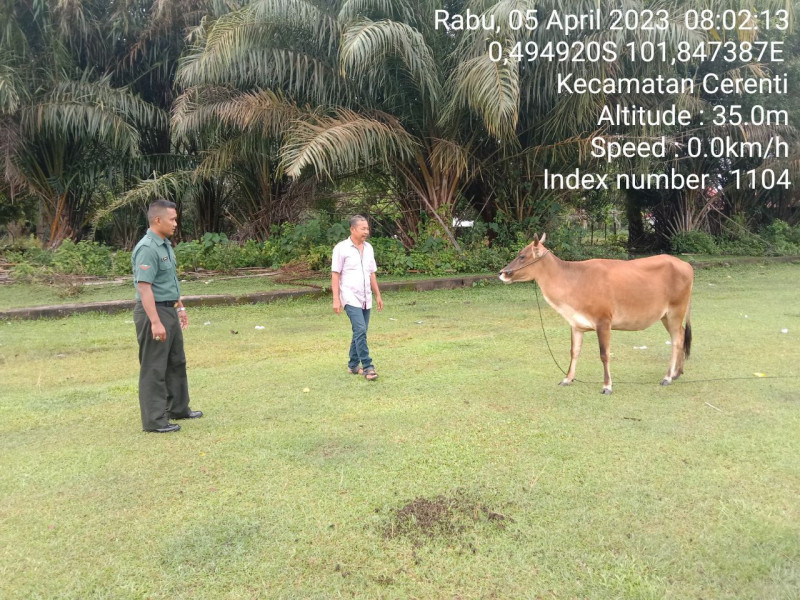 Antisipasi PMK Babinsa Koramil 06/Cerenti Kodim 0302/Inhu, Kopda Junedi Cek Sapi Warga Binaan Di Desa Kampung Baru Timur