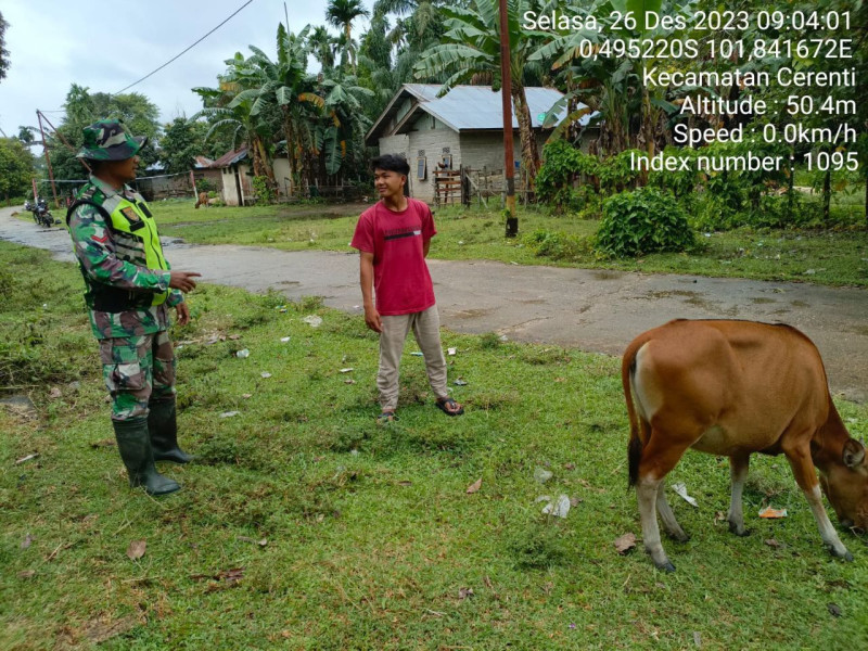 Antisipasi Penyebaran PMK, Babinsa Koramil 06/Cerenti Kodim 0302/Inhu Cek Dan Pantau Hewan Ternak