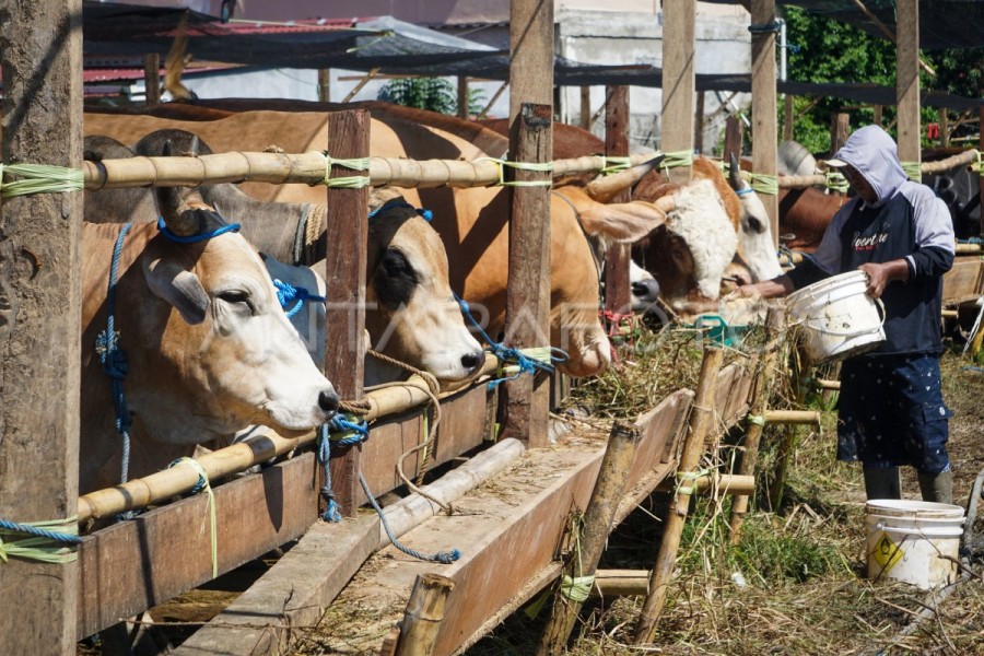 Masjid Raya An-Nur Riau Buka Pendaftaran Kurban 1447 H, Biaya Rp2,95 Juta per Orang