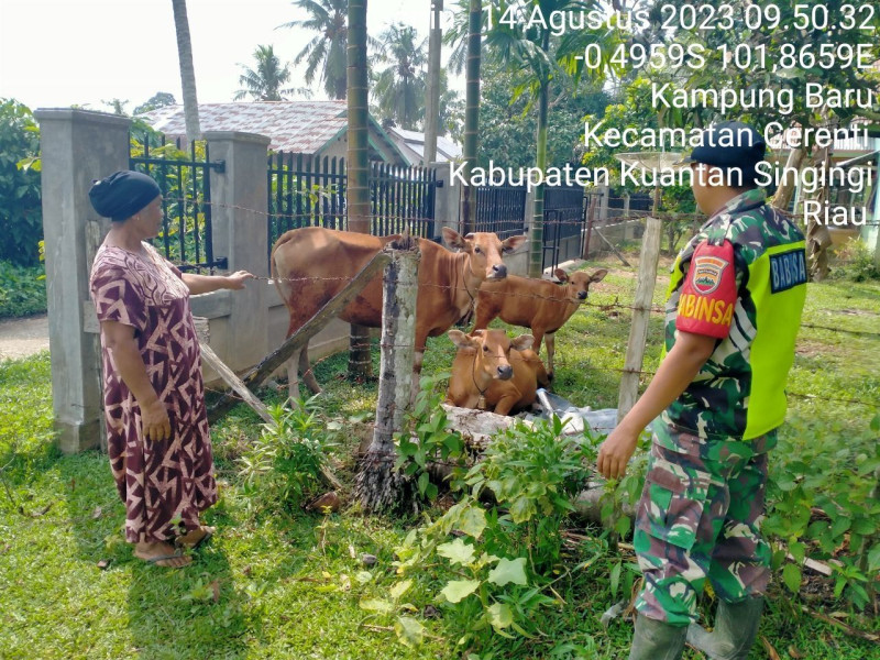 Di Desa Kampung Baru Kopda Mohamad Soleh Kecamatan Cerenti  Babinsa Koramil 06/Cerenti Kodim 0302/Inhu Mengantisipasi Penularan Penyakit Mulut Dan Kaki (PMK) Sapi
