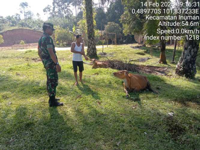 Antisipasi PMK Babinsa Koramil 06/Cerenti Kodim 0302/Inhu Laksanakan Pengecekan Sapi Warga Binaan Desa Kampung Baru Koto