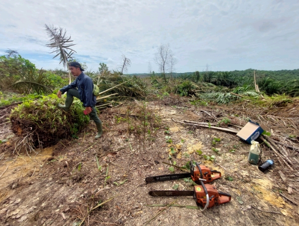 Satgas PKH Tertibkan TNTN, 401 Hektare Sawit Ilegal Ditumbangkan