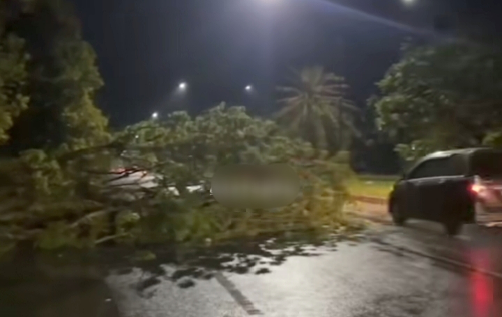 Waspada! Angin Kencang Landa Pekanbaru, Sejumlah Pohon Tumbang, BPBD Imbau Masyarakat 