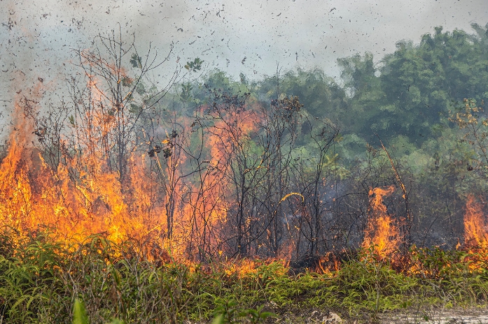 BMKG Pekanbaru Ingatkan Puncak Kemarau Agustus-September, Potensi Karhutla Meningkat