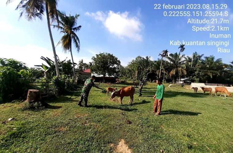 Anggota Koramil 06/Cerenti Kodim 0302/Inhu Mengantisipasi Penularan Penyakit Mulut Dan Kaki (PMK) Sapi Di Desa Binaan 